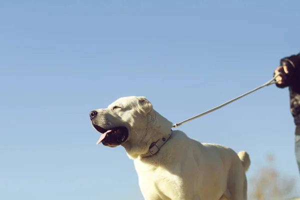 Niedlicher Hund geht an der Leine — Stockfoto