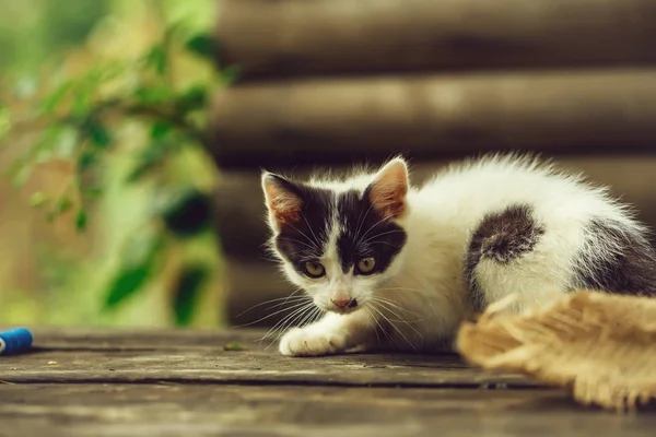 可爱的小小猫户外 — 图库照片