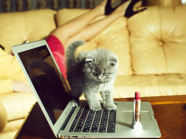 小猫在上面用口红的笔记本电脑上 — 图库照片