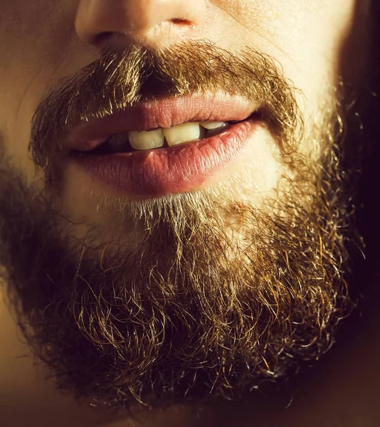lush beard and stylish mustache on male unshaven face with open mouth and teeth of bearded man, closeup