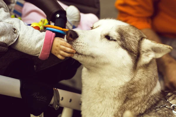 Kid touching husky dog with hand — Stock Photo, Image