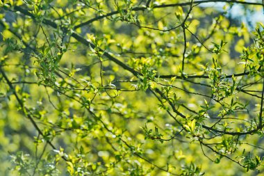 Güneşli günde ağaç dalı ile genç yeşil yaprakları