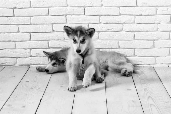 Собаки хаски на деревянном полу — стоковое фото