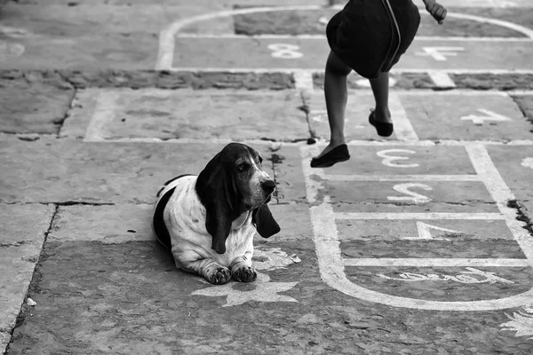 Flicka med hund spela hoppa hage — Stockfoto