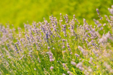 Çiçekli, bloom, aroma kavramı