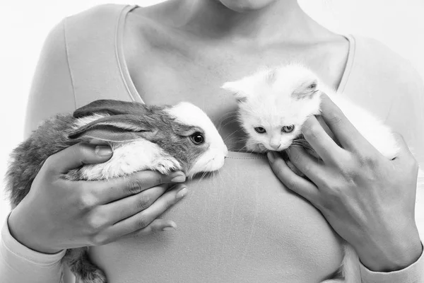 Piccolo coniglio e gattino — Foto Stock