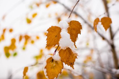 Ağaç doğal zemin üzerine kar sarı yaprak