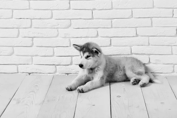 Husky dog on wooden floor — Stock Photo, Image