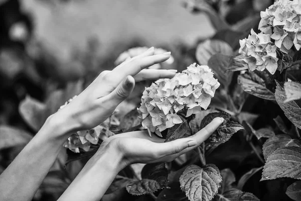 Γυναικεία χέρια touch hydrangea ανθίζει — Φωτογραφία Αρχείου