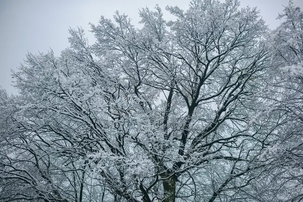 雾天背景下的雪树枝 — 图库照片