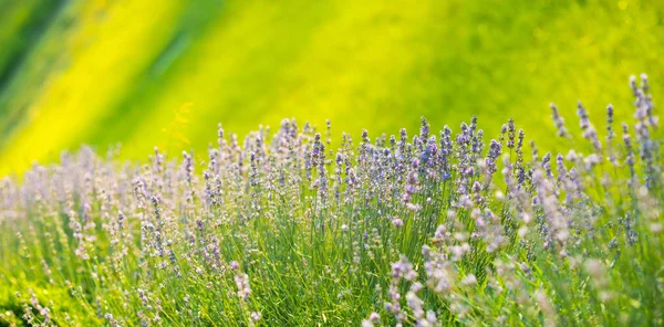 Lavendel bloeien op zonneveld — Stockfoto