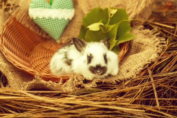 녹색 마음으로 고리 버들 세공 그릇에 앉아 귀여운 토끼 토끼 — 스톡 사진