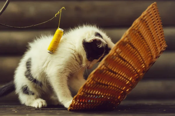 Liten kattunge leker med tråd på kvist — Stockfoto