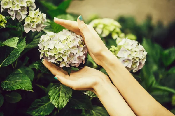 Жіночі руки торкаються квітів гортензії — стокове фото