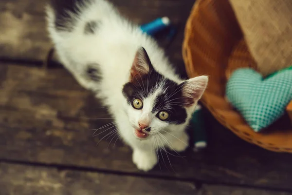 Dal iş parçacığında ile oynarken küçük yavru kedi — Stok fotoğraf