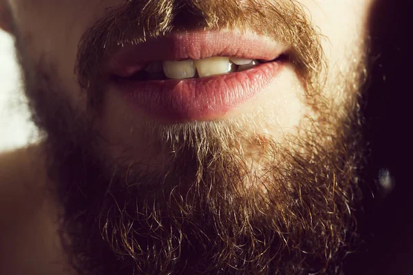 lush beard and stylish mustache on male unshaven face with open mouth and teeth of bearded man, closeup