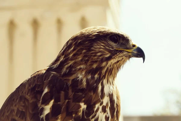 Primer plano hermoso pájaro águila —  Fotos de Stock