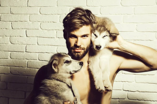섹시 한 몸매와 근육 질의 남자 거친 개, 강아지 애완 동물 보유 — 스톡 사진