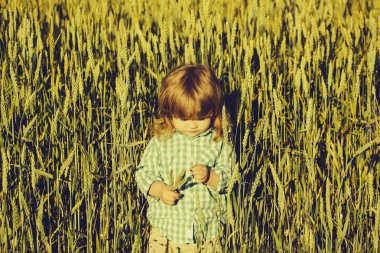 Uzun sarı saçlı ve ciddi bir yüz çimen ya da spikelets güneşli gün Kareli gömlekli doğal zemin üzerine açık yeşil alan arasında duran küçük çocuk çocuk