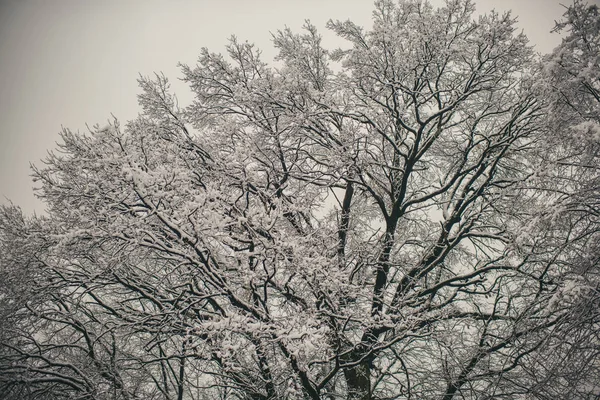 Natura invernale, concetto di ambiente naturale — Foto Stock