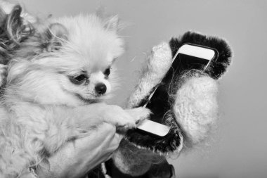 Pomeranian köpek kadın elinde Smartphone kullanarak