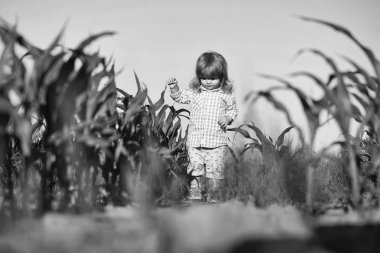 Yeşil mısır tarlasında küçük bir çocuk ya da mısır