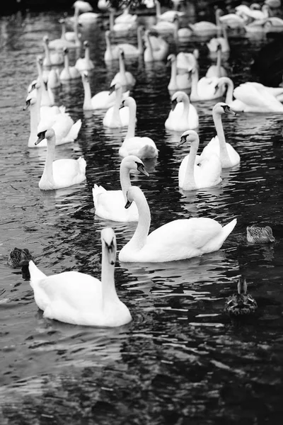 Mute swans and ducks — Stock Photo, Image