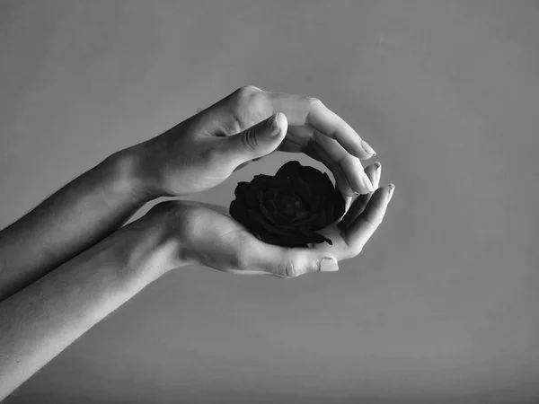 Mani femminili con rosa rossa — Foto Stock