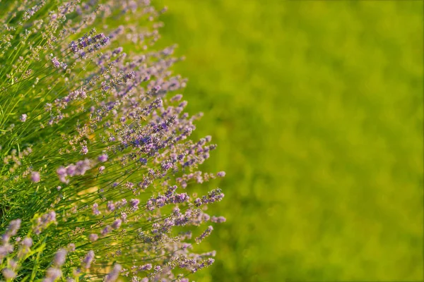 Flores con pétalos violetas en paisaje de hierba verde — Foto de Stock