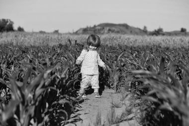 Uzun sarı saçlı küçük bir çocuk mısır tarlasının ortasında duruyor ya da açık havada güneşli bir günde kareli gömlekle mavi gökyüzü arka planında.