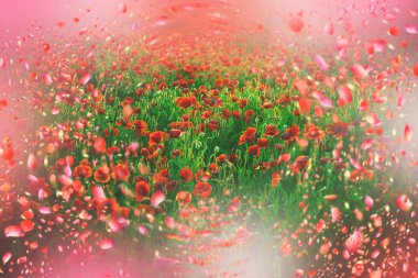 Haşhaş kırmızı çiçek. Haşhaş çayır.