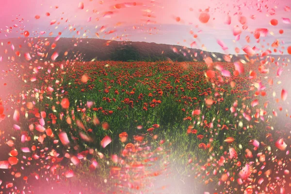 Red Poppy Flower Poppy Meadow — Stock Photo, Image