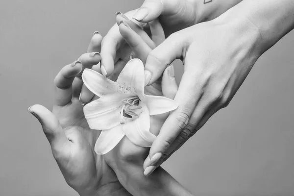 Mains féminines avec lys blanc — Photo