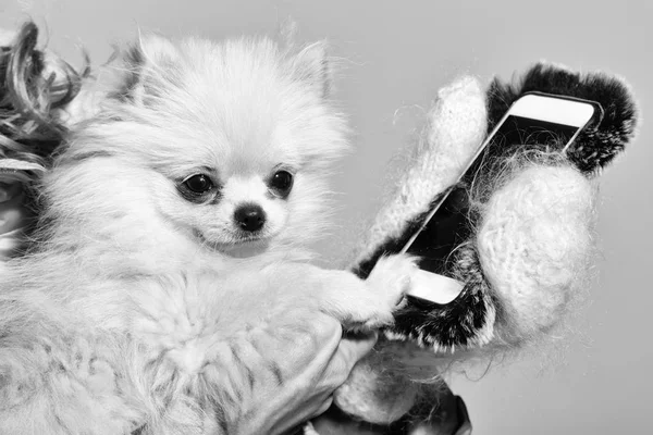 Lindo perro pomerania usando teléfono inteligente en manos femeninas — Foto de Stock