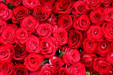 Taze kırmızı gül çiçek gül petal arka plan üzerinde