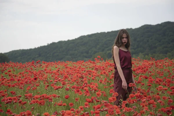 Beleza, verão, primavera, semente de papoula . — Fotografia de Stock