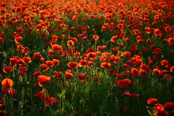 Remembrance Day, ook bekend als Poppy of wapenstilstand. — Stockfoto