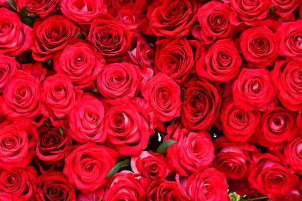 Flor de rosa vermelha fresca no fundo pétala de rosa — Fotografia de Stock