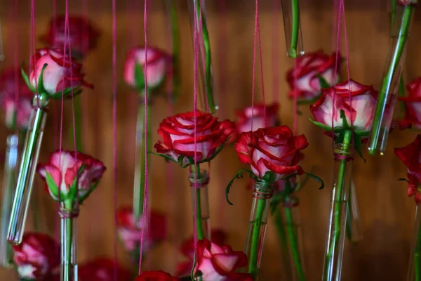 Rosas con pétalos rojos cuelgan de una cuerda sobre fondo naranja — Foto de Stock
