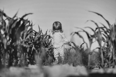 Yeşil mısır tarlasında küçük bir çocuk ya da mısır