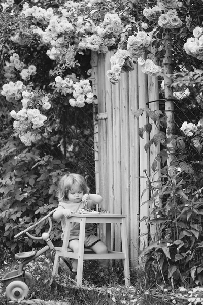Kicsi fiú eszik közelében rózsabokor — Stock Fotó