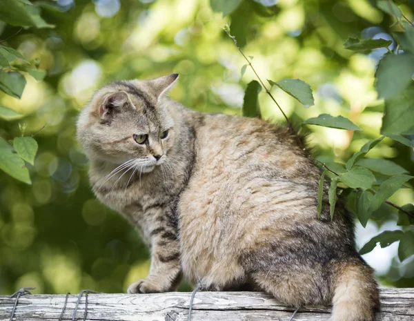 Kürklü ceket ile sevimli kedi çit oturmak — Stok fotoğraf