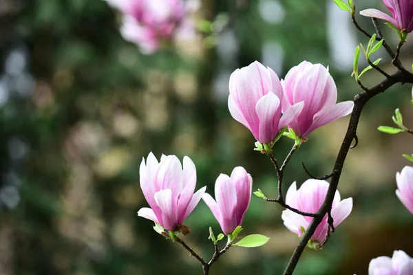 Blossoming magnolia branch with violet flowers on blurred background — Stock Photo, Image