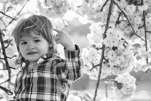 Liten pojke i blossom — Stockfoto
