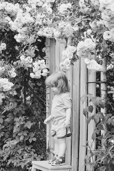 Kleine jongen op houten stoel in de buurt van rozenstruik — Stockfoto