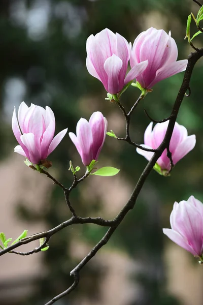 Flores de magnolia floreciendo sobre fondo borroso — Foto de Stock