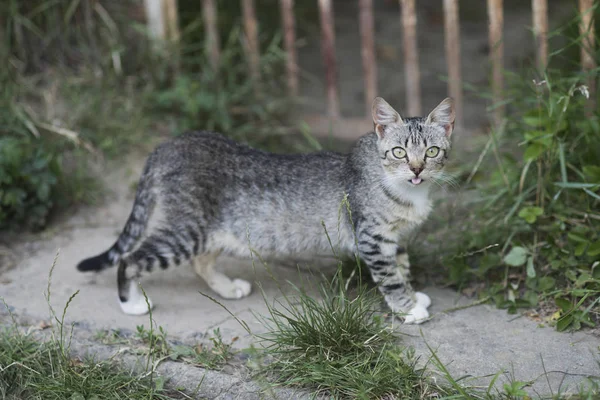 Chat mignon avec fourrure grise promenade sur le chemin du jardin — Photo