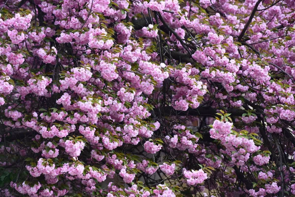 Sakura kwitnący sezon koncepcja — Zdjęcie stockowe