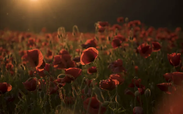 Tag der offenen Tür. Mohn — Stockfoto