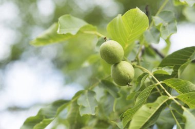 Doğal zemin üzerine ağaç üzerinde yeşil kabuğu içinde ceviz fındık